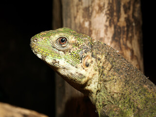Fototapeta premium Portraits de reptiles en terrarium – lézards exotiques non venimeux, détails de têtes et postures arboricoles