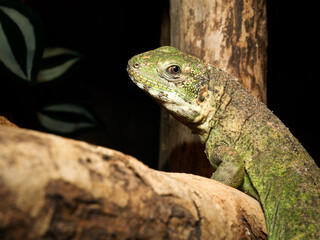 Iguane vert (Iguana iguana) en captivit&eacute;, perch&eacute; sur une branche, mettant en valeur la texture &eacute;cailleuse et la coloration verte du corps.