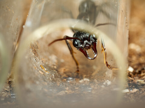 Fourmi bulldog australienne &ndash; Myrmecia pyriformis, fourmi pr&eacute;datrice aux grandes mandibules, macro en milieu contr&ocirc;l&eacute;