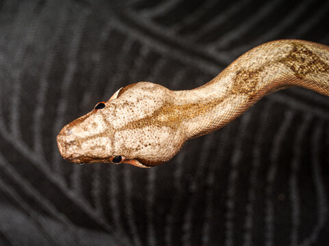 Boa constricteur &ndash; Boa constrictor, serpent non venimeux d&rsquo;Am&eacute;rique tropicale, en terrarium, portraits et d&eacute;tails