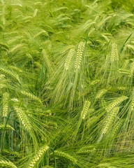 Green barley field swaying gently in the breeze during a sunny day in early summer © Ulrich