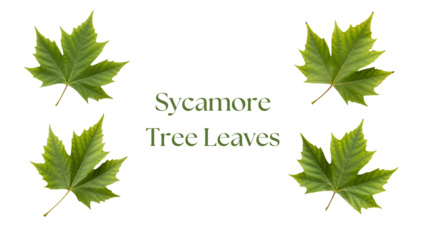 Sycamore Leaves PNG Set, Four Highly Detailed 4K Green Sycamore Tree Leaves with Large Palmate Shape, Broad Lobes, and Radiating Veins Isolated on White Background for Botanical Design