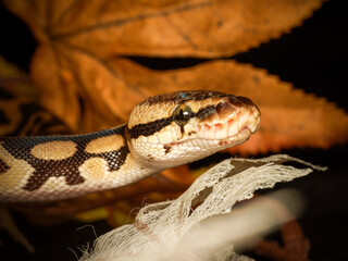 Fototapeta premium Python royal – Python regius, serpent non venimeux d’Afrique, en terrarium, portrait et détails des motifs