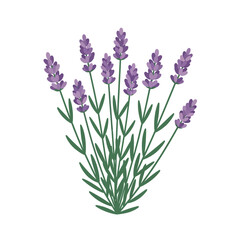 Naklejka premium Lavender Flowers Isolated on White Background