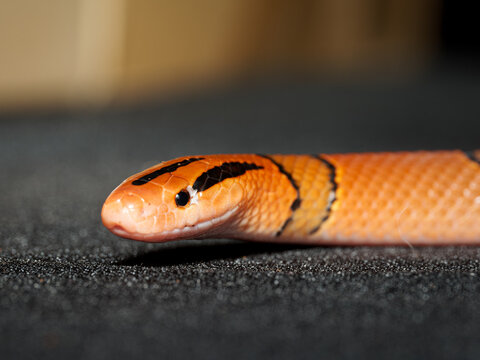Serpent ratier pourpre &ndash; Oreocryptophis porphyraceus pulchra, serpent non venimeux asiatique d&rsquo;&eacute;levage en terrarium