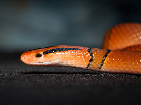 Serpent ratier pourpre &ndash; Oreocryptophis porphyraceus pulchra, serpent non venimeux asiatique d&rsquo;&eacute;levage en terrarium