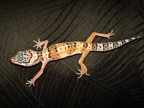Gecko l&eacute;opard &ndash; Eublepharis macularius, l&eacute;zard nocturne non venimeux d&rsquo;&eacute;levage en terrarium, portrait en gros plan