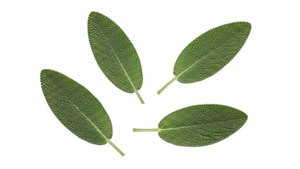 Isolated fresh sage leaves on a seamless surface, ready for summer cooking, herbs