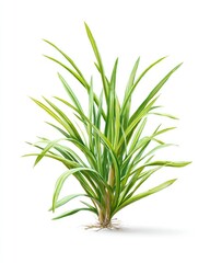 Fototapeta premium Green, striped plant with roots, on white