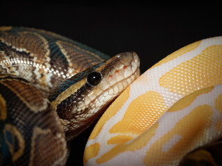 Obraz premium Boa constricteur – Boa constrictor, serpent non venimeux d’Amérique tropicale, en terrarium, portraits et détails