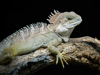 Agame forestier g&eacute;ant &ndash; Hypsilurus magnus, l&eacute;zard arboricole non venimeux de Papouasie, en terrarium