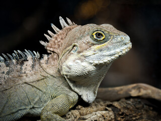 Fototapeta premium Agame forestier géant – Hypsilurus magnus, lézard arboricole non venimeux de Papouasie, en terrarium