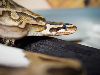 Python royal en terrarium &ndash; Python regius, serpent constricteur d&rsquo;&eacute;levage en captivit&eacute;