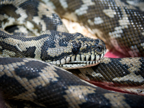 Python tapis &ndash; Morelia spilota variegata, serpent non venimeux en terrarium, d&eacute;tail de la t&ecirc;te et des &eacute;cailles