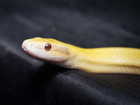 Serpent des bl&eacute;s albinos &ndash; Pantherophis guttatus, serpent non venimeux d&rsquo;&eacute;levage en terrarium, portrait en gros plan