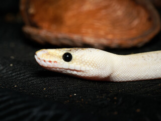 Fototapeta premium Python royal en terrarium – Python regius, serpent constricteur d’élevage en captivité
