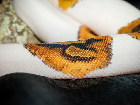 Python royal en terrarium &ndash; Python regius, serpent constricteur d&rsquo;&eacute;levage en captivit&eacute;