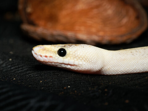 Python royal en terrarium &ndash; Python regius, serpent constricteur d&rsquo;&eacute;levage en captivit&eacute;
