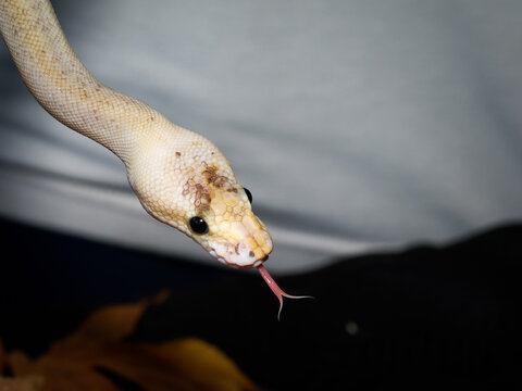 Python royal en terrarium &ndash; Python regius, serpent constricteur d&rsquo;&eacute;levage en captivit&eacute;