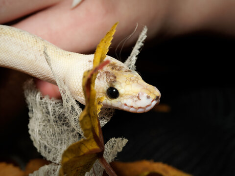Python royal en terrarium &ndash; Python regius, serpent constricteur d&rsquo;&eacute;levage en captivit&eacute;