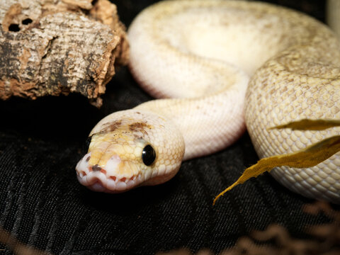 Python royal en terrarium &ndash; Python regius, serpent constricteur d&rsquo;&eacute;levage en captivit&eacute;