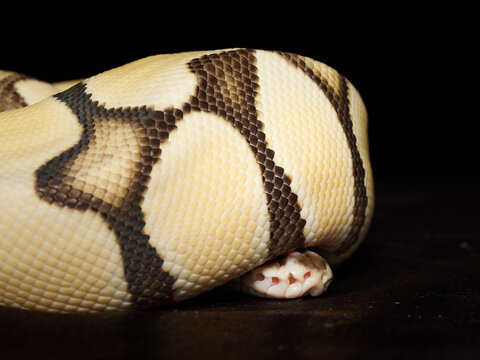 Python royal en terrarium &ndash; Python regius, serpent constricteur d&rsquo;&eacute;levage en captivit&eacute;