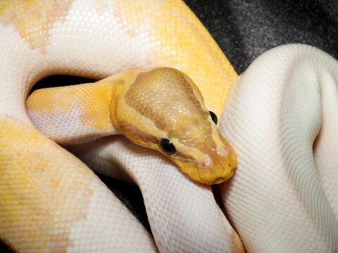 Python royal en terrarium &ndash; Python regius, serpent constricteur d&rsquo;&eacute;levage en captivit&eacute;