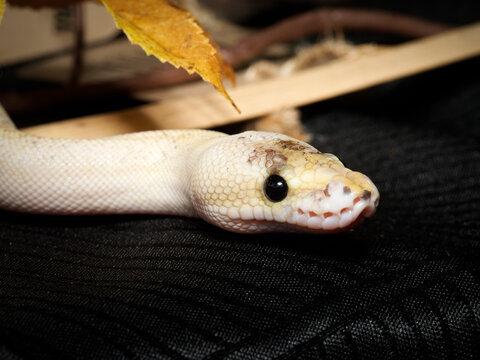 Python royal en terrarium &ndash; Python regius, serpent constricteur d&rsquo;&eacute;levage en captivit&eacute;