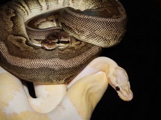 Obraz premium Python royal en terrarium – Python regius, serpent constricteur d’élevage en captivité