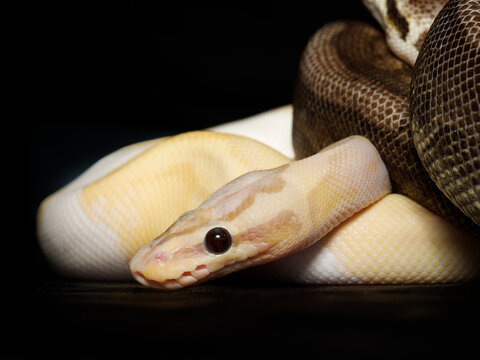 Python royal en terrarium &ndash; Python regius, serpent constricteur d&rsquo;&eacute;levage en captivit&eacute;
