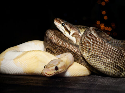 Python royal en terrarium &ndash; Python regius, serpent constricteur d&rsquo;&eacute;levage en captivit&eacute;