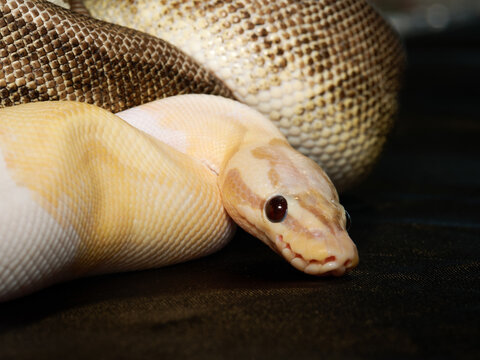 Python royal en terrarium &ndash; Python regius, serpent constricteur d&rsquo;&eacute;levage en captivit&eacute;