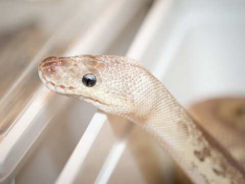 Python royal en terrarium &ndash; Python regius, serpent constricteur d&rsquo;&eacute;levage en captivit&eacute;