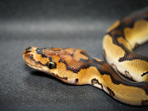 Python royal en terrarium &ndash; Python regius, serpent constricteur d&rsquo;&eacute;levage en captivit&eacute;