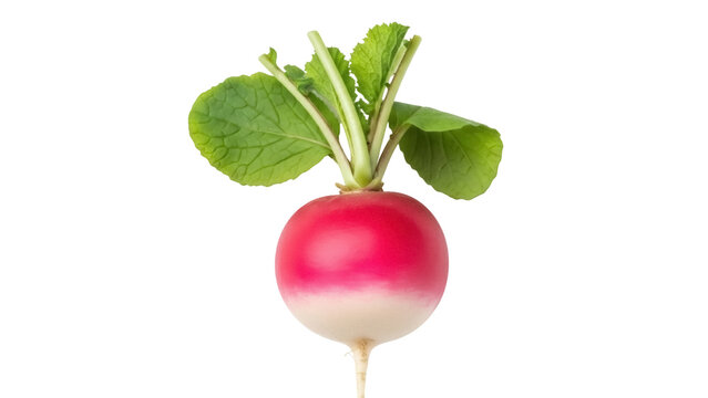Isolated radish with leaves, healthy raw vegetable, fresh farm produce, market item