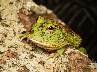 Obraz premium Grenouille cornue de Cranwell en terrarium – Ceratophrys cranwelli, amphibien tropical d’élevage en captivité