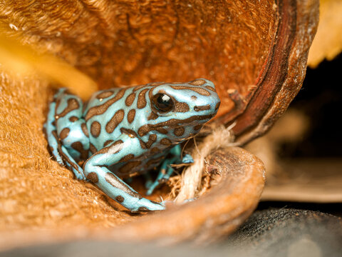 Dendrobate dor&eacute;e en terrarium &ndash; Dendrobates auratus, grenouille poison tropicale d&rsquo;&eacute;levage