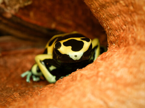 Dendrobate &agrave; bandes jaunes en terrarium &ndash; Dendrobates leucomelas, grenouille tropicale d&rsquo;&eacute;levage