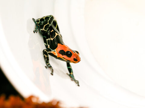 Dendrobate fantastique en terrarium &ndash; Ranitomeya fantastica, grenouille tropicale d&rsquo;&eacute;levage en captivit&eacute;
