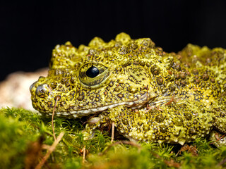 Fototapeta premium Rainette mousse du Viêt Nam en terrarium – Theloderma corticale, amphibien tropical d’élevage en captivité