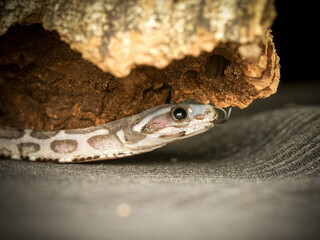 Serpent des blés adulte en terrarium – Pantherophis guttatus, reptile d’élevage en captivité