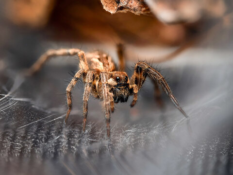 Lycose de Tarente en terrarium &ndash; Lycosa tarantula, araign&eacute;e-loup d&rsquo;&eacute;levage en captivit&eacute;