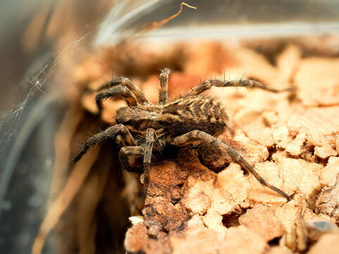 Lycose de Tarente en terrarium &ndash; Lycosa tarantula, araign&eacute;e-loup d&rsquo;&eacute;levage en captivit&eacute;