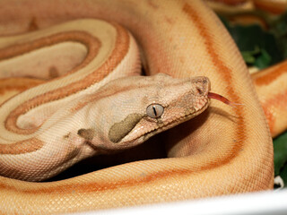 Obraz premium Boa empereur en terrarium – Boa imperator, serpent constricteur d’élevage en captivité