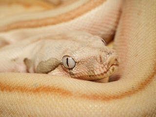 Obraz premium Boa empereur en terrarium – Boa imperator, serpent constricteur d’élevage en captivité