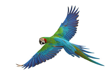 Colorful flying Harlequin Macaw parrot isolated on transparent background png file	