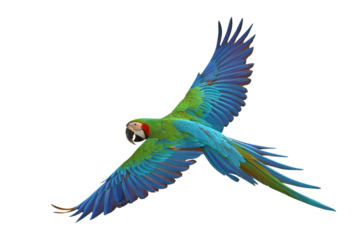 Colorful flying Harlequin Macaw parrot isolated on transparent background png file	