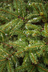 Snow falls on a green fir tree with branches covered with fresh white snow during a winter storm, merry Christmas feeling background. happy new year