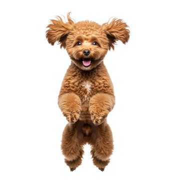 Apricot toy poodle puppy jumping ecstatically mid-air, tongue visible, dense curled coat highly detailed, isolated on a transparent studio background with copy space. Concept of pet joy