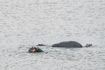 Fototapeta premium Common hippopotamus family in water. Huge animal in natural habitat.